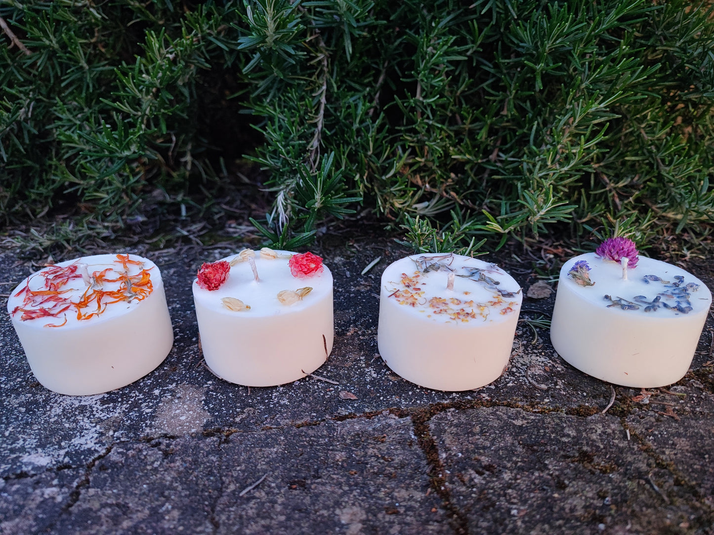 DISCOVERY BOX BOTANICA