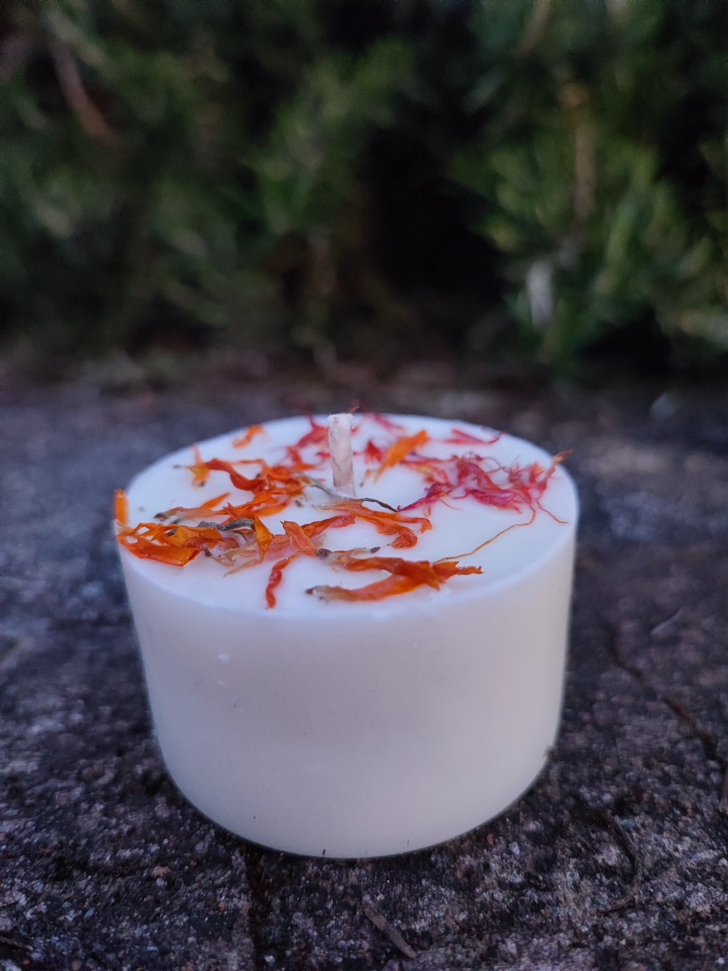 DISCOVERY BOX BOTANICA