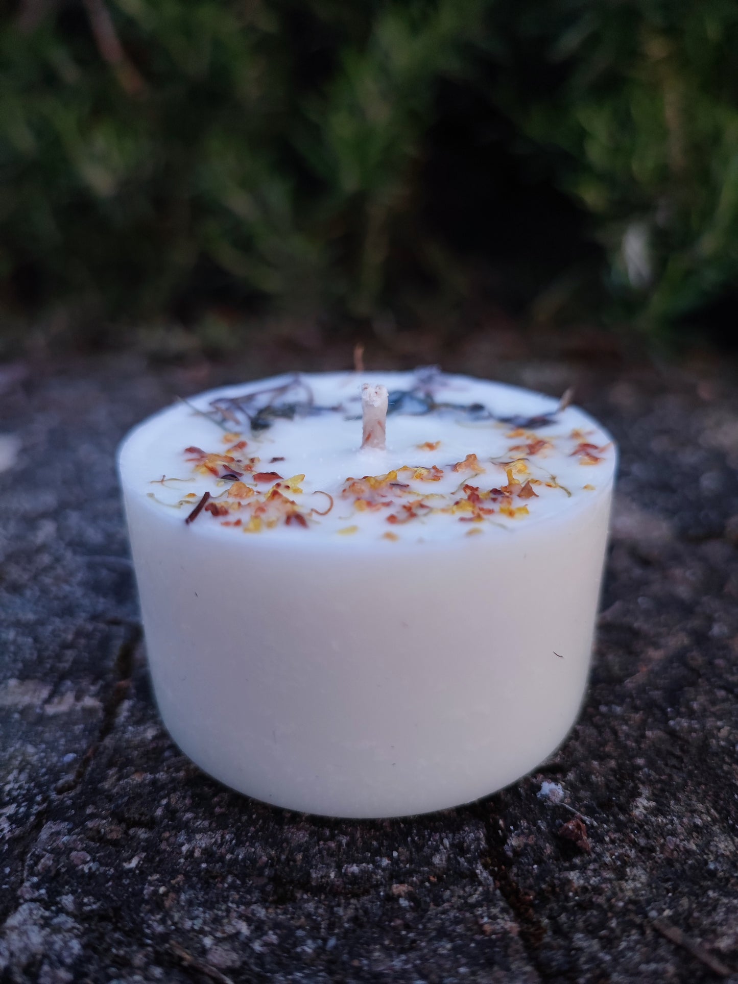 DISCOVERY BOX BOTANICA