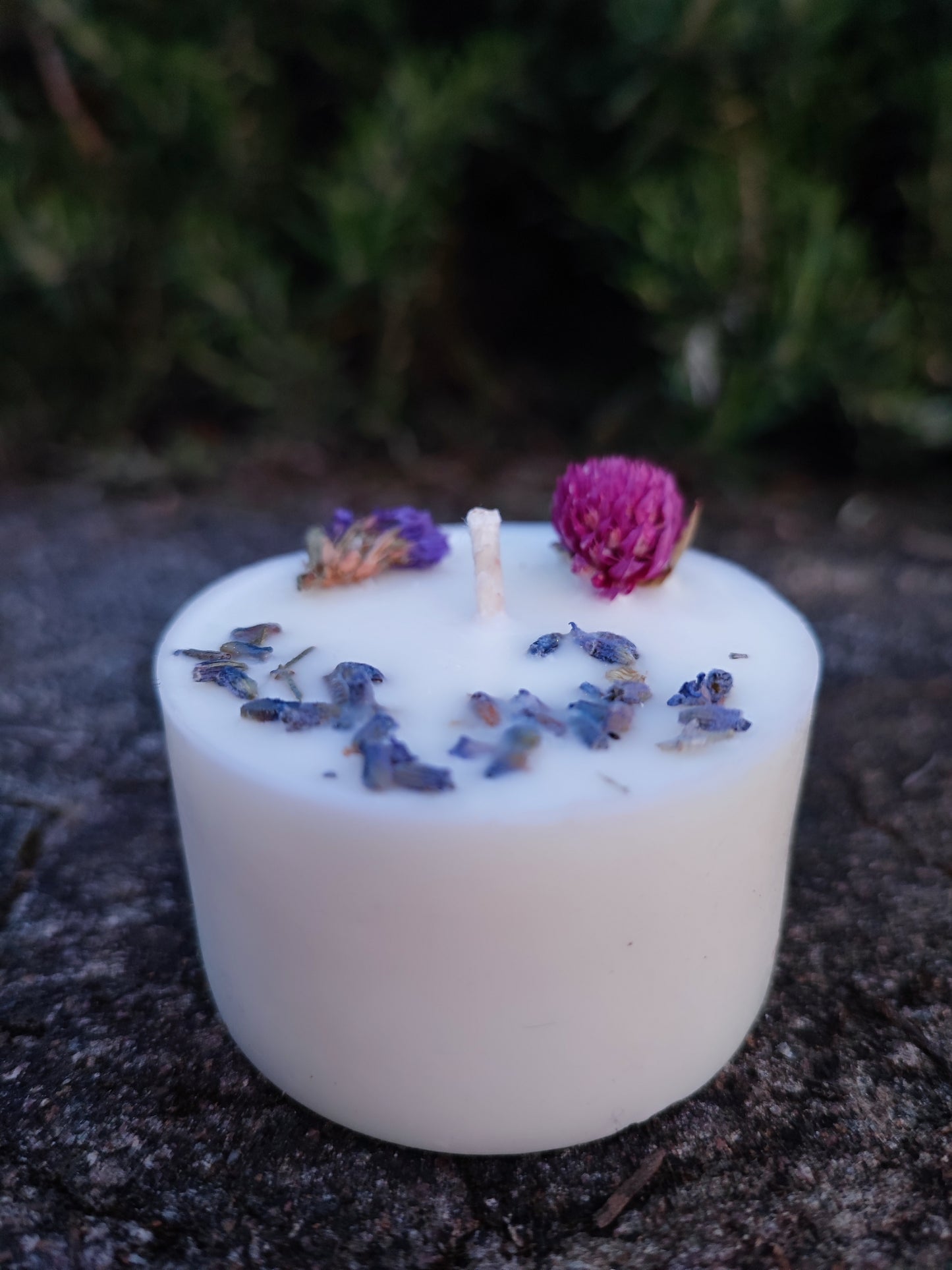 DISCOVERY BOX BOTANICA