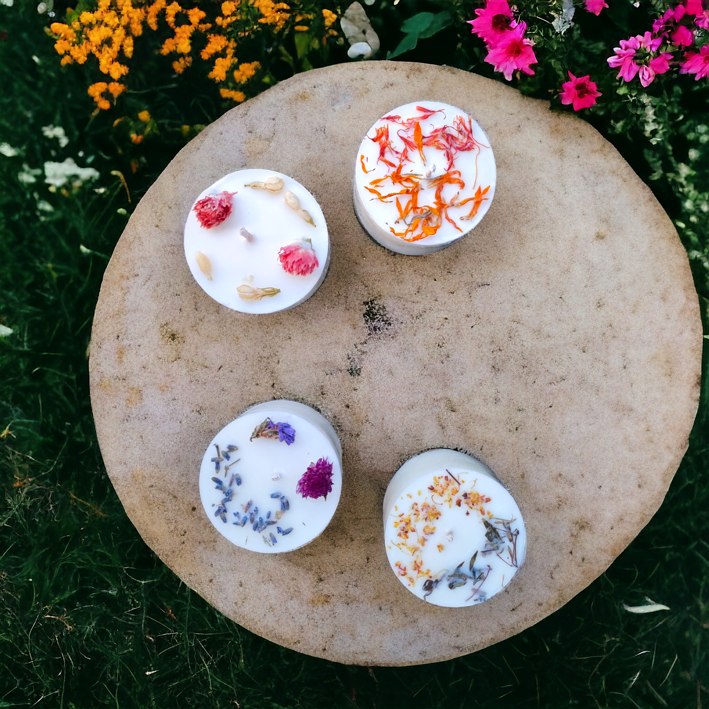 DISCOVERY BOX BOTANICA