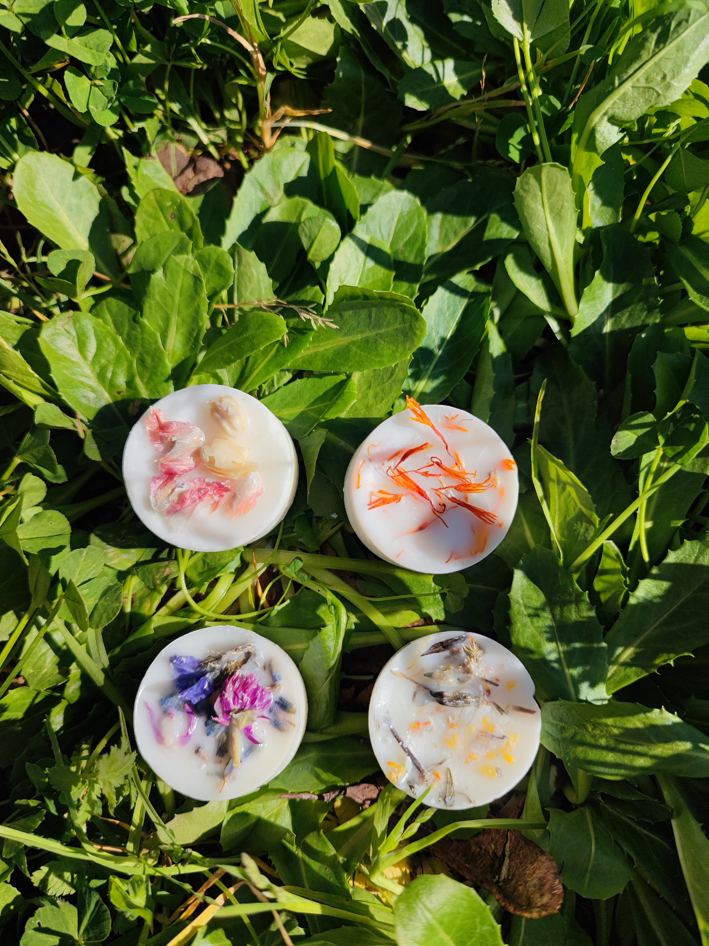 DISCOVERY BOX BOTANICA