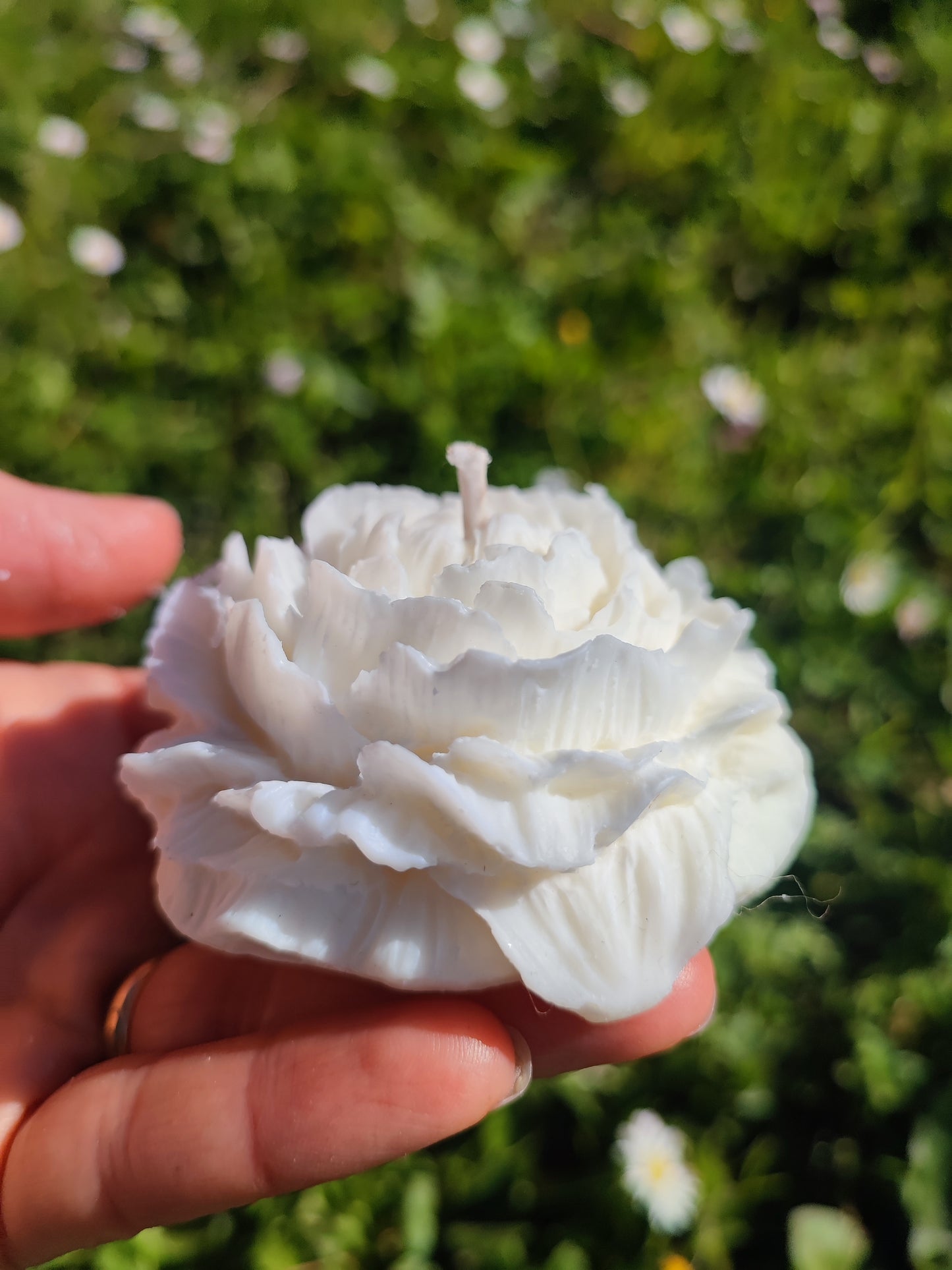 PEONIA BOTANICA