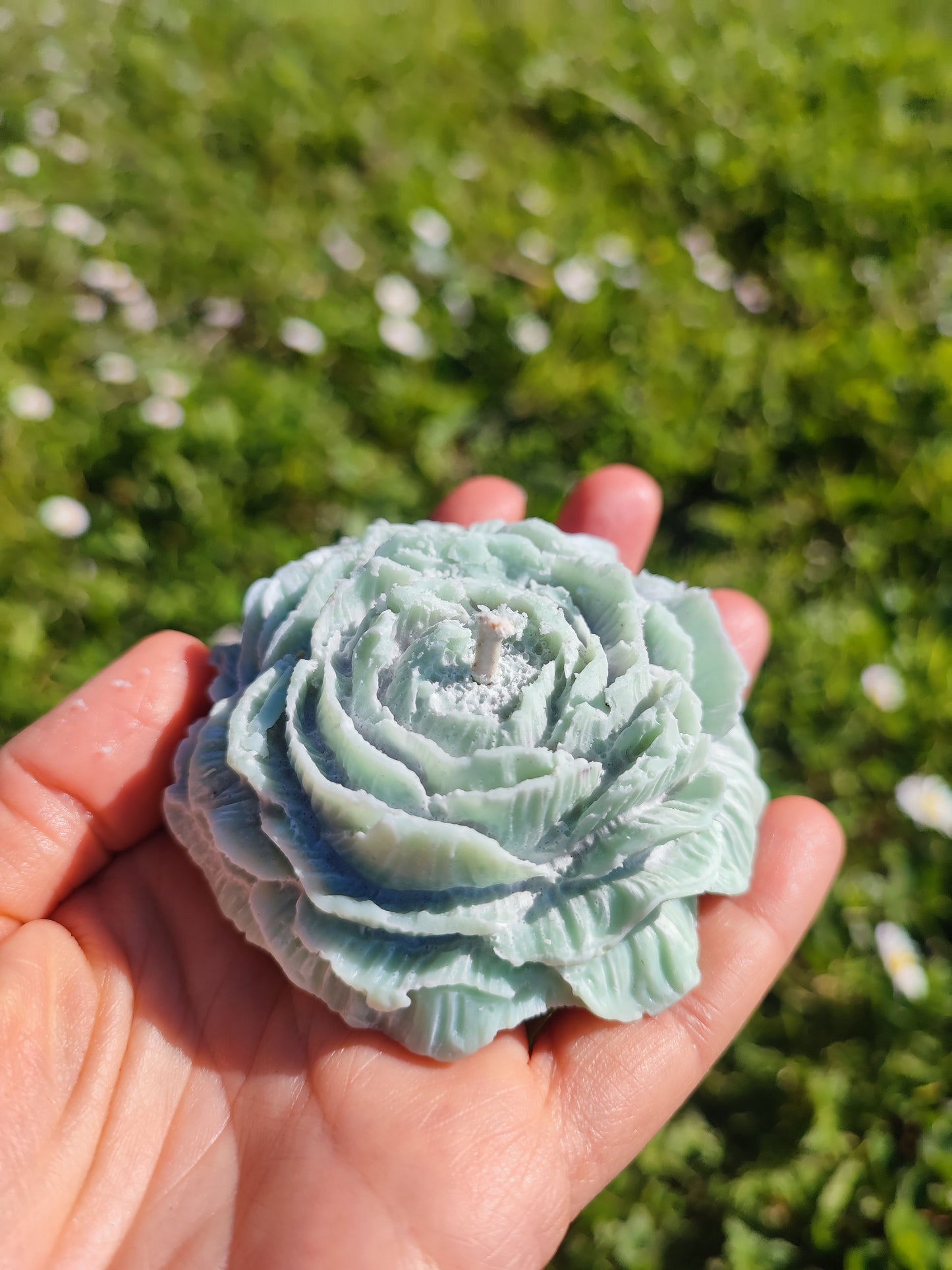 PEONIA BOTANICA