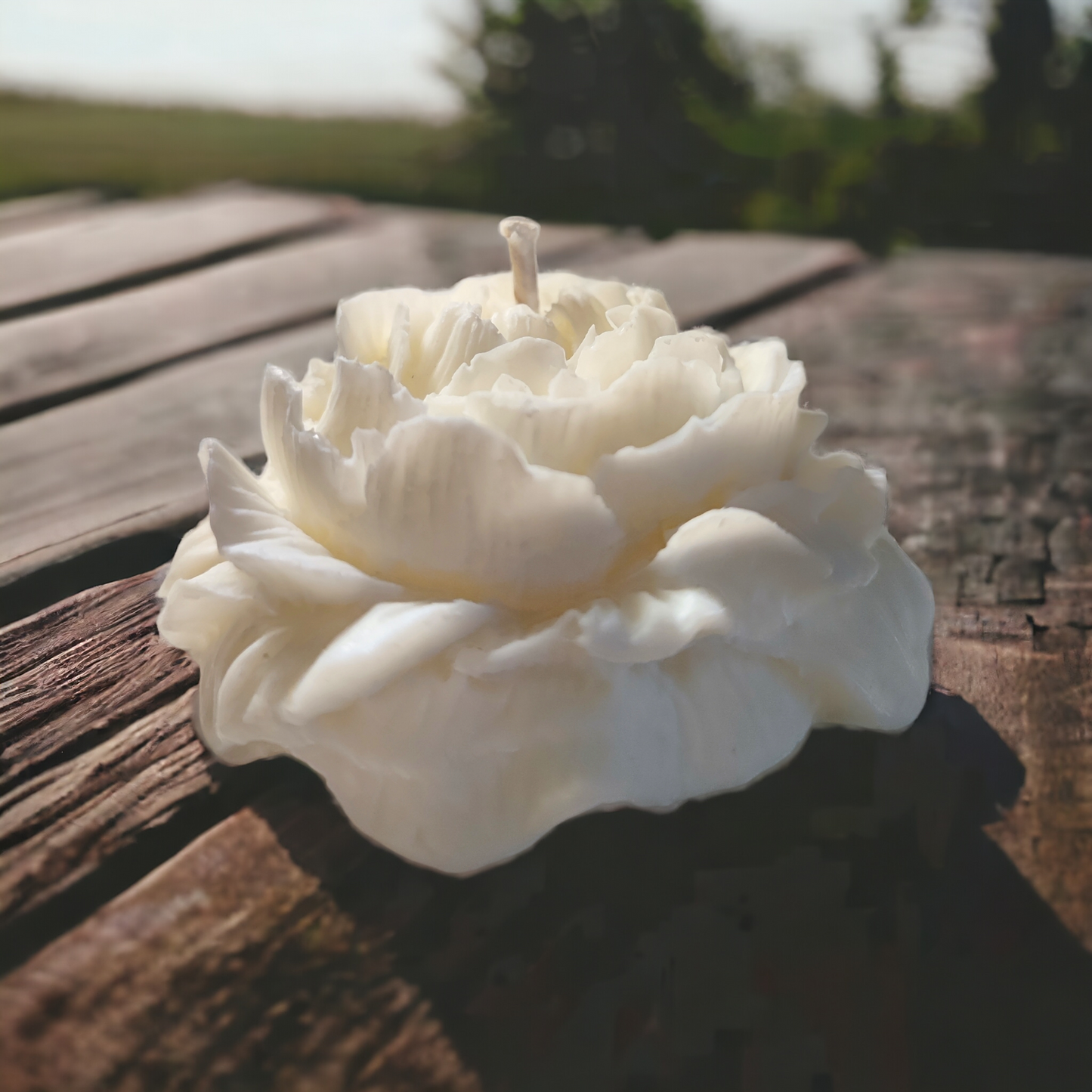PEONIA BOTANICA